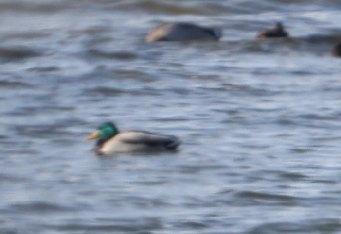 綠頭鴨 - ML647885624