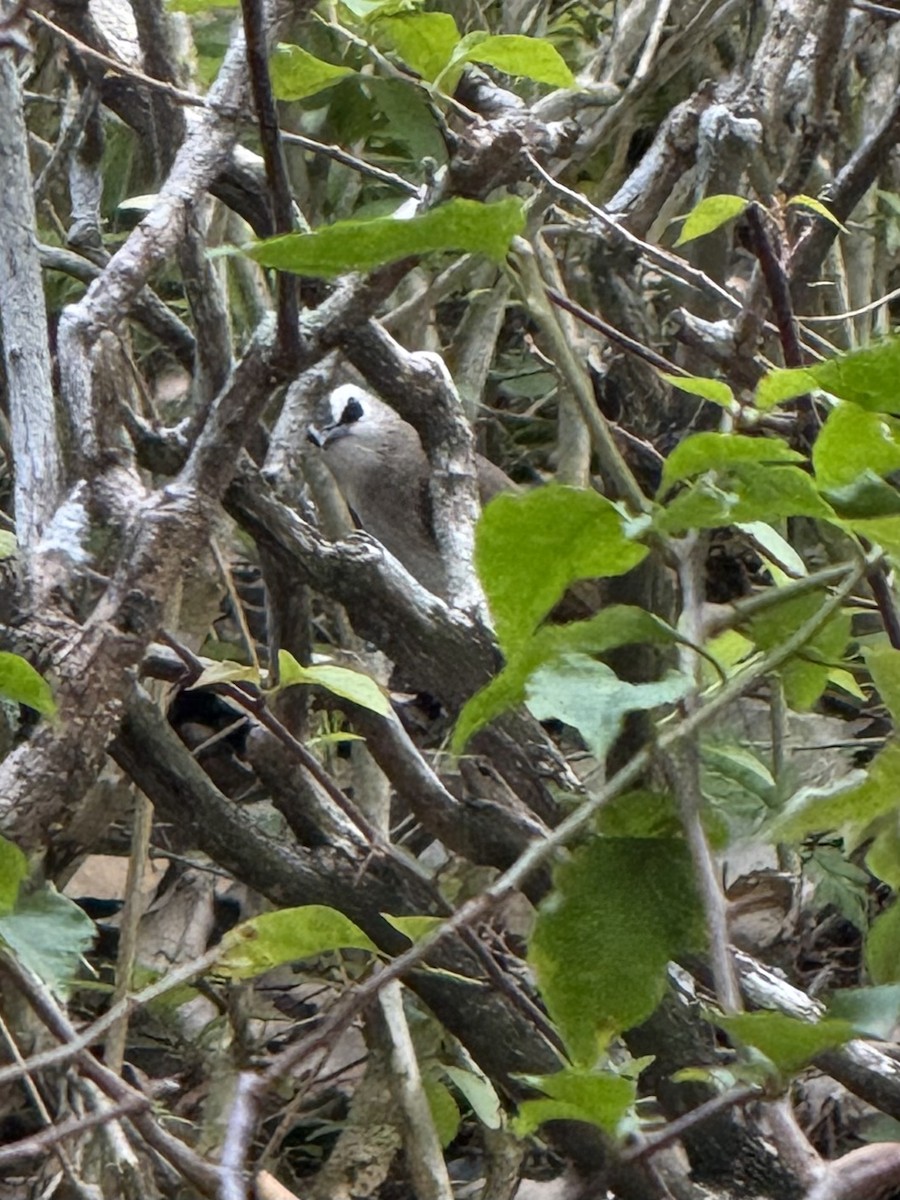 Yellow-vented Bulbul - ML647885626