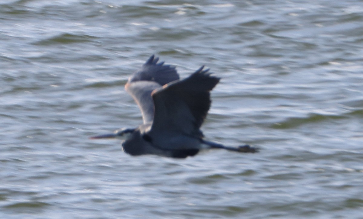 Great Blue Heron - ML647885627