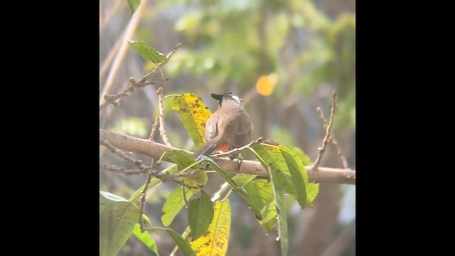 bulbul červenouchý - ML647885700