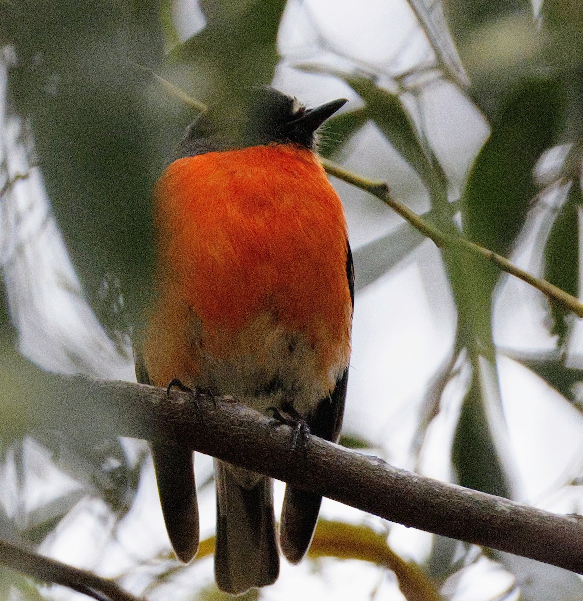 Flame Robin - ML647885733