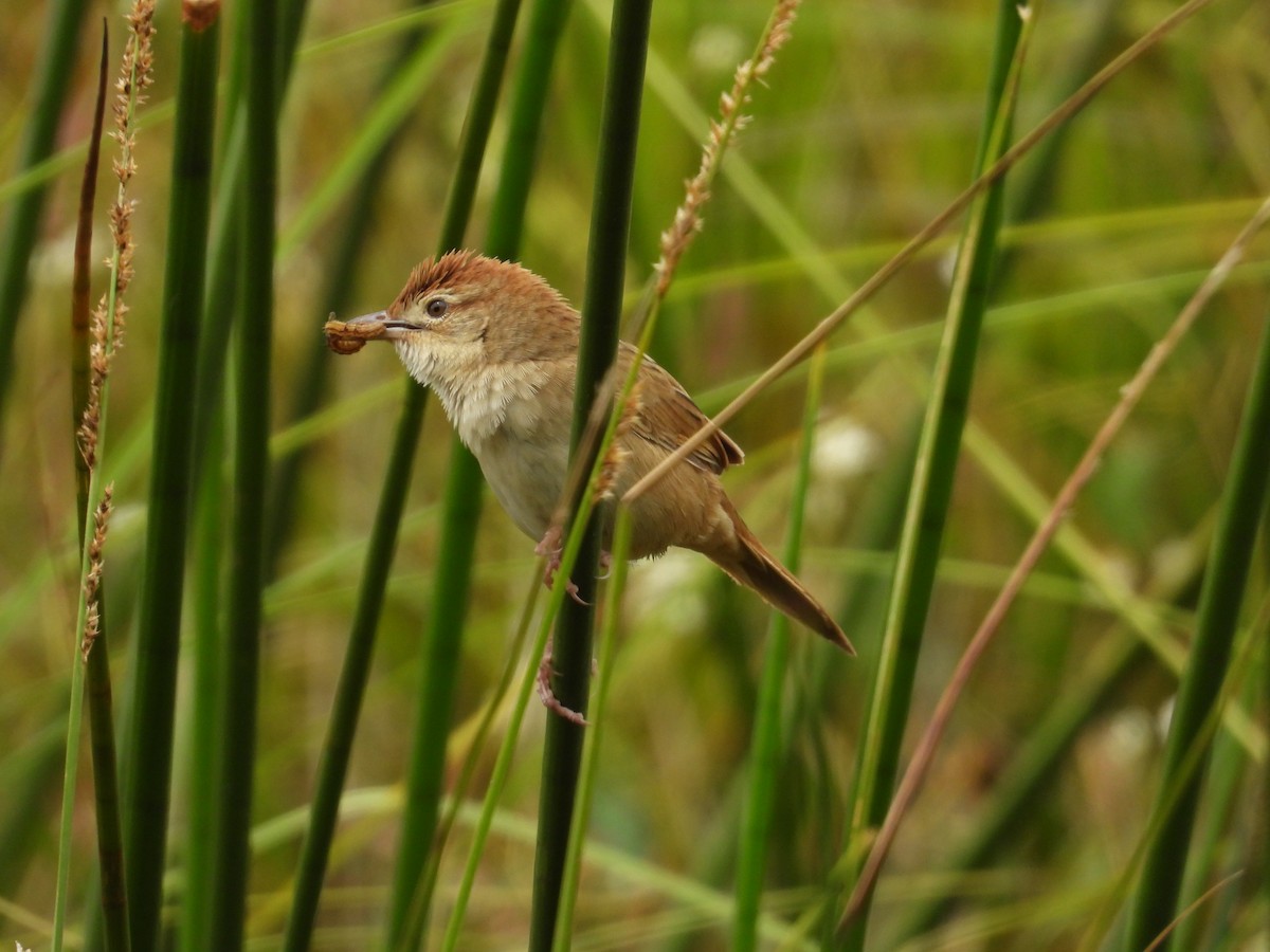 Tawny Grassbird - ML647885752