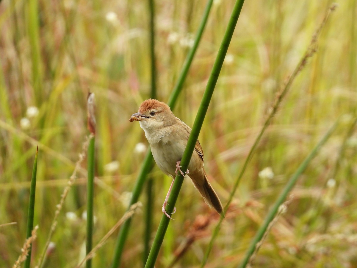 Tawny Grassbird - ML647885753
