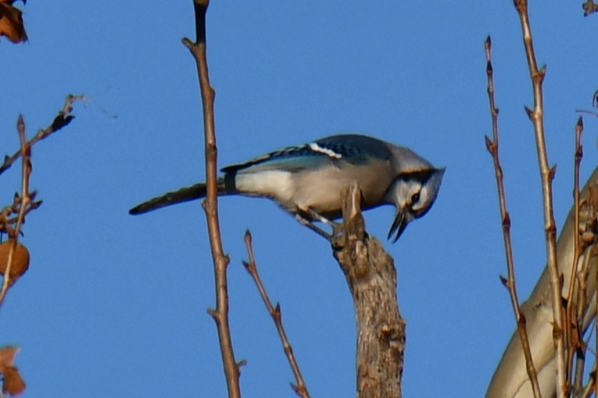 Сизойка блакитна - ML647885776