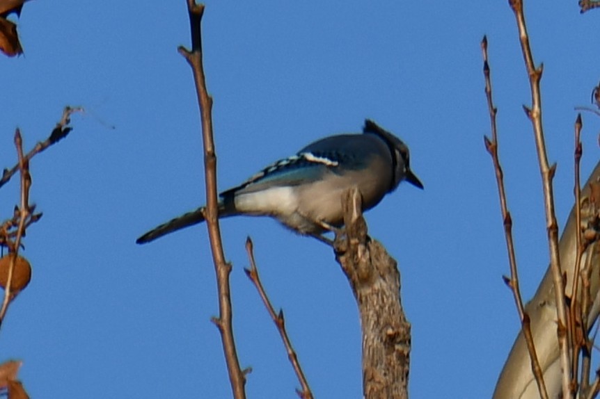 Сизойка блакитна - ML647885777