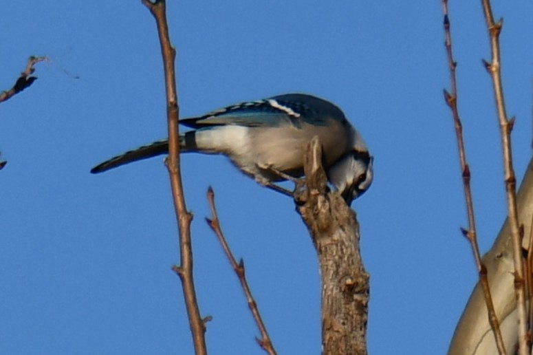 Сизойка блакитна - ML647885778