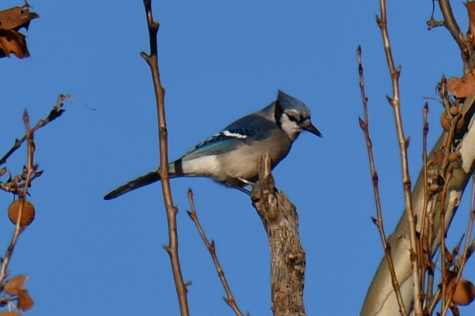 Сизойка блакитна - ML647885780