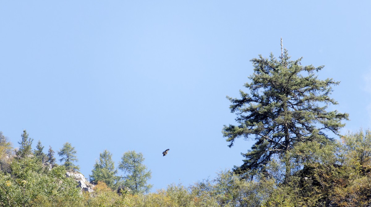 נשר הימלאיה - ML647885812