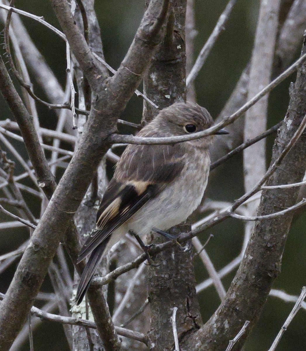 Flame Robin - ML647885829