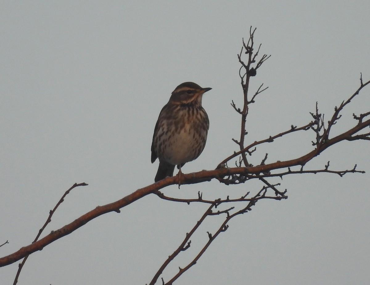 Цагаан хөмсөгт хөөндэй - ML647885928