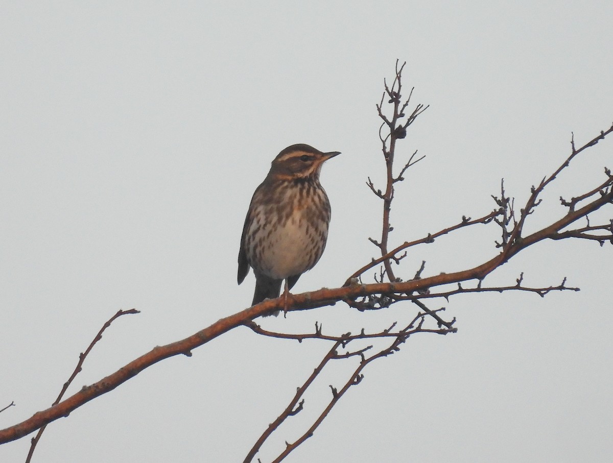 Цагаан хөмсөгт хөөндэй - ML647885929