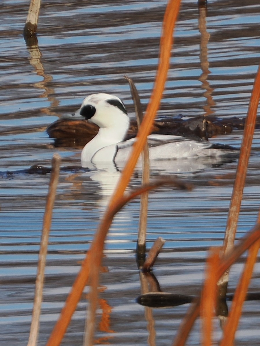 מרגון גמדי - ML647885934