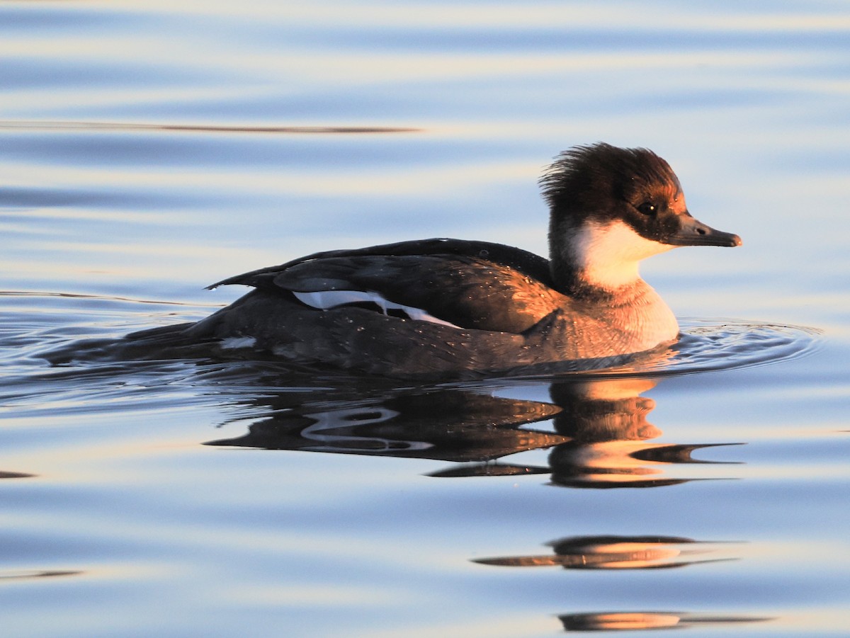 מרגון גמדי - ML647885935