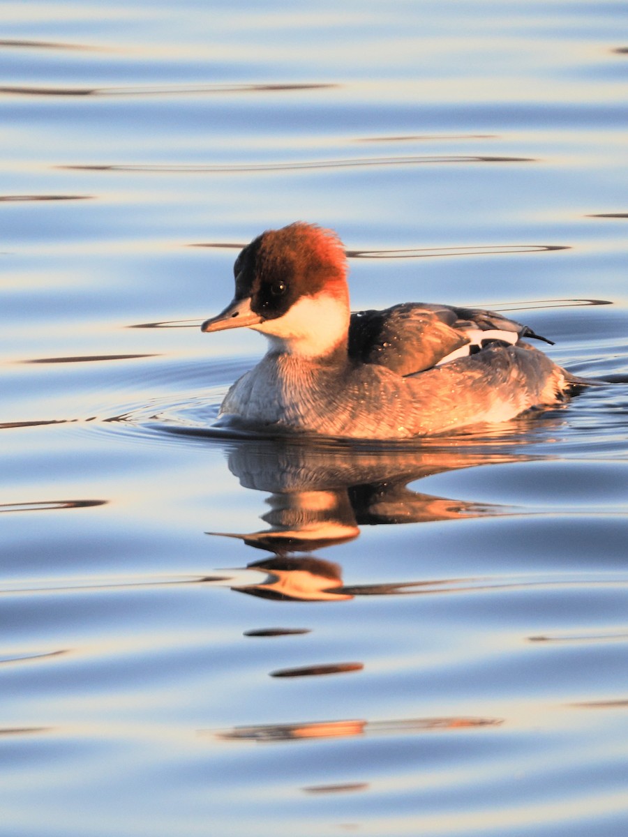 מרגון גמדי - ML647885936