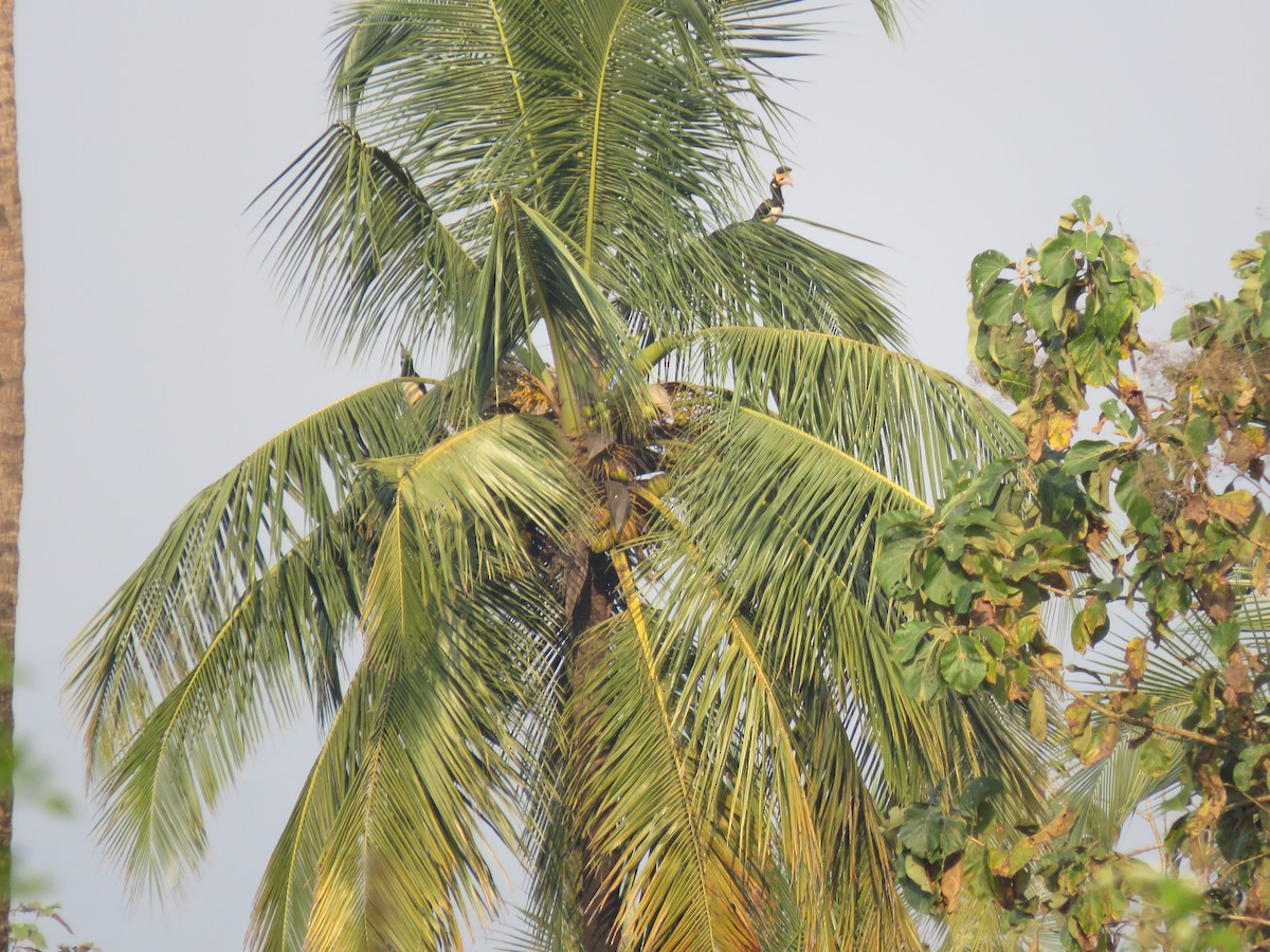 Malabar Pied-Hornbill - ML647885956