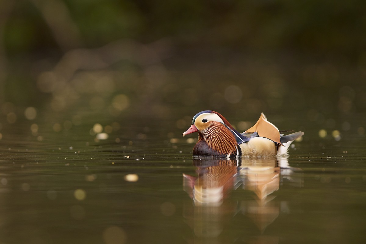 Мандаринка - ML647885973