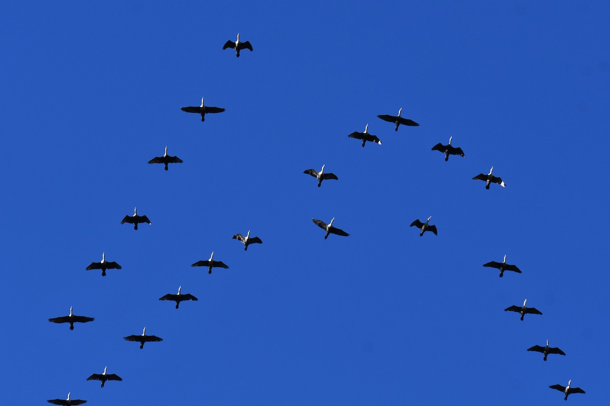 ミミヒメウ - ML647885979