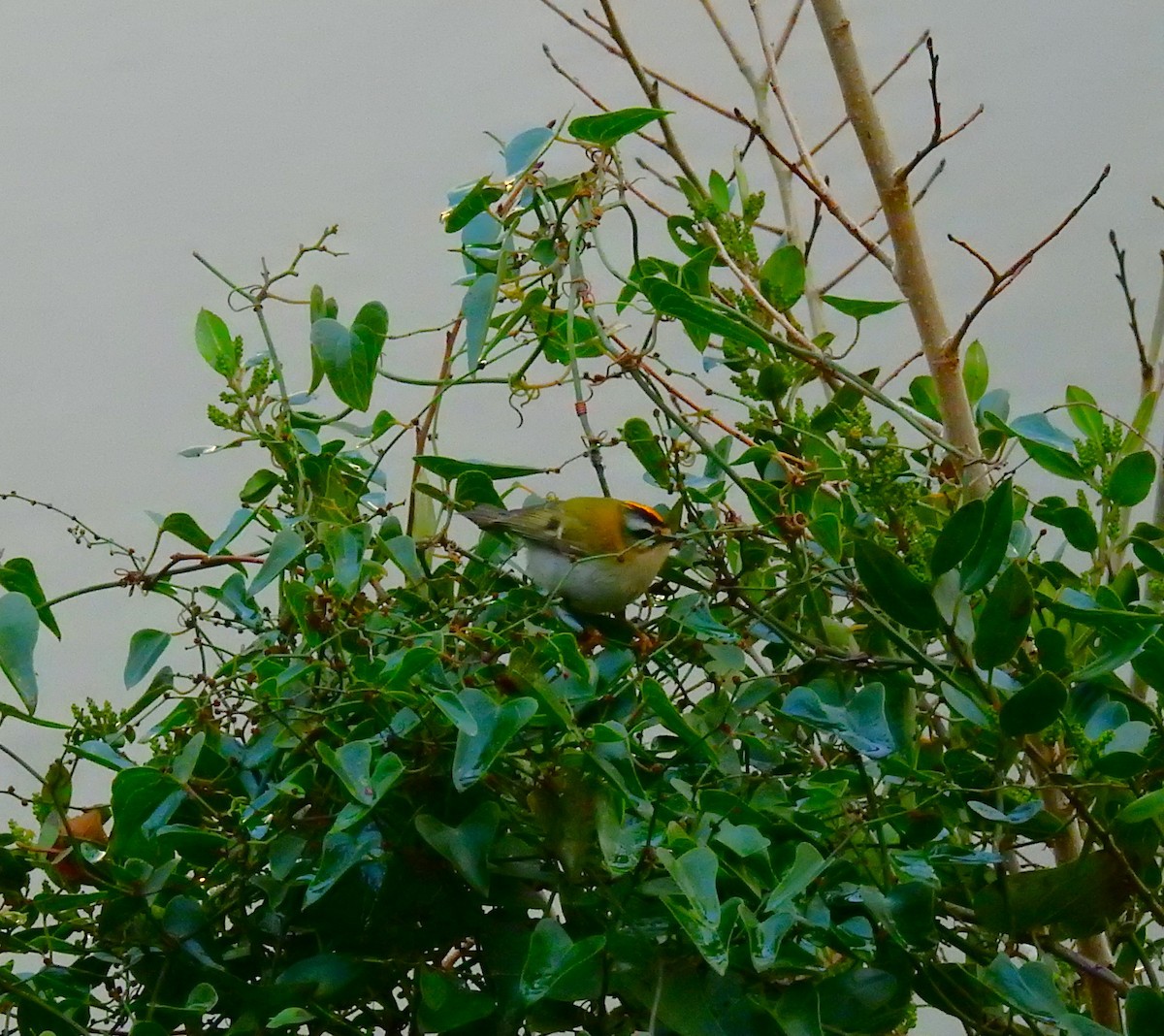 マミジロキクイタダキ - ML647885989