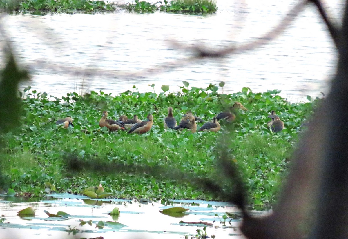 リュウキュウガモ - ML647885992