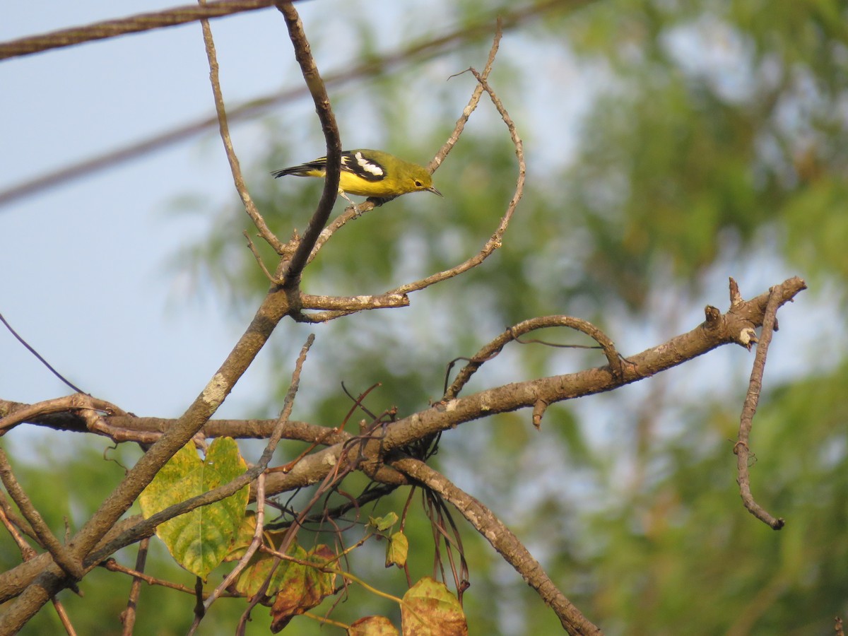 ヒメコノハドリ - ML647885993