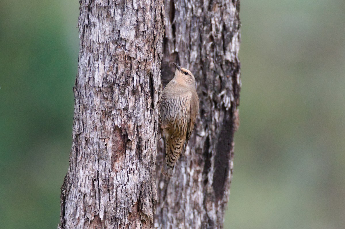 チャイロキノボリ - ML647885995