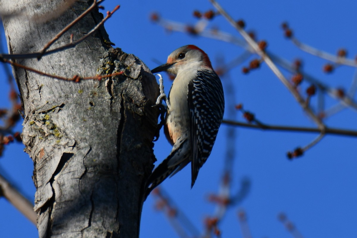 シマセゲラ - ML647885996