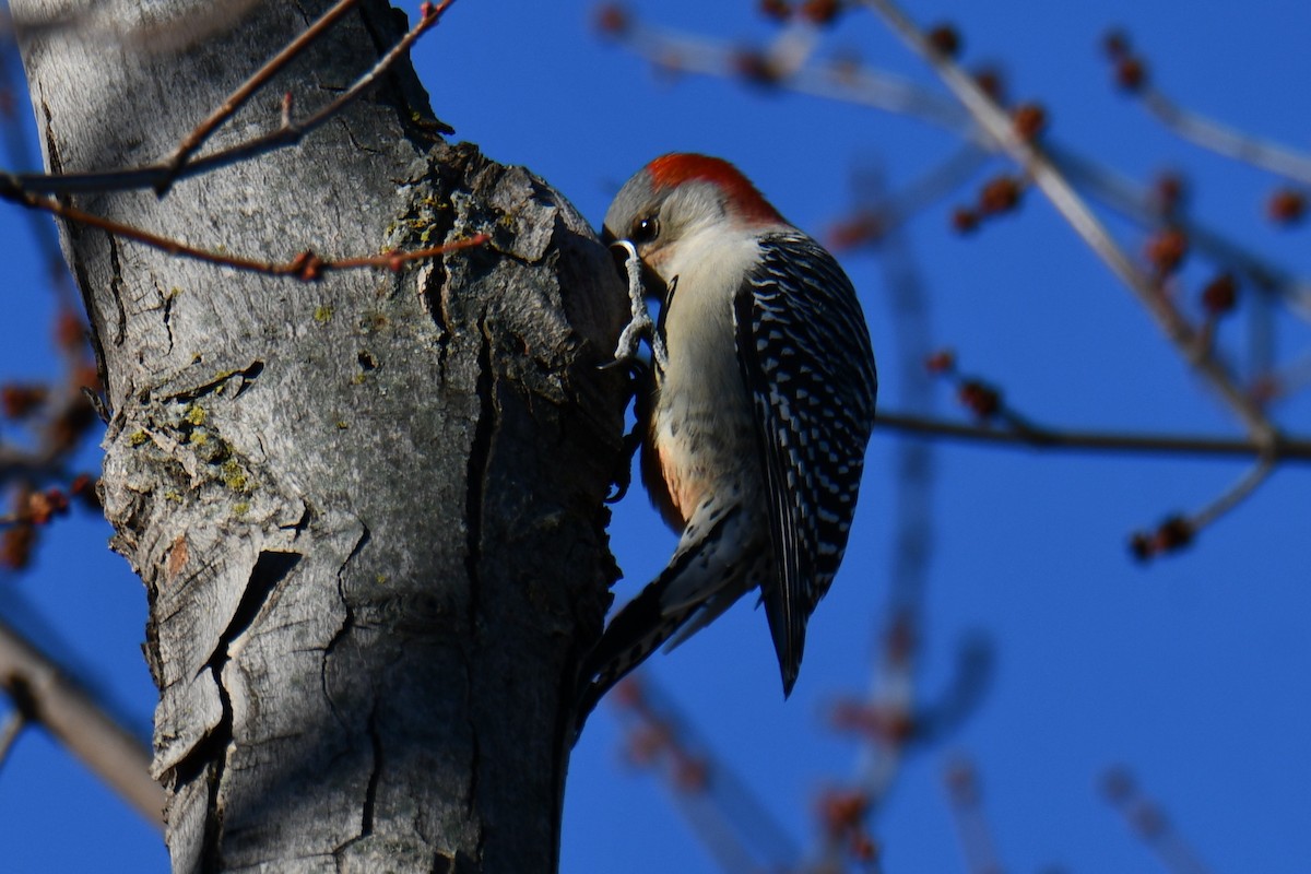 シマセゲラ - ML647885997