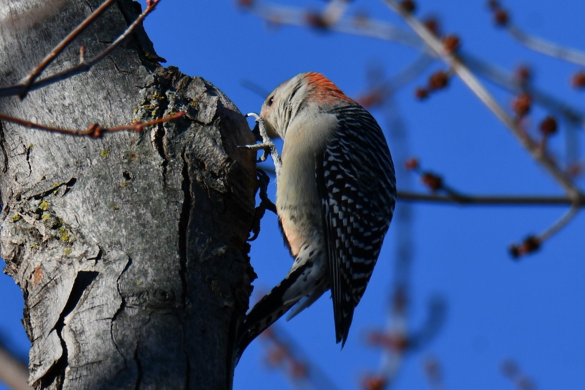 シマセゲラ - ML647885998