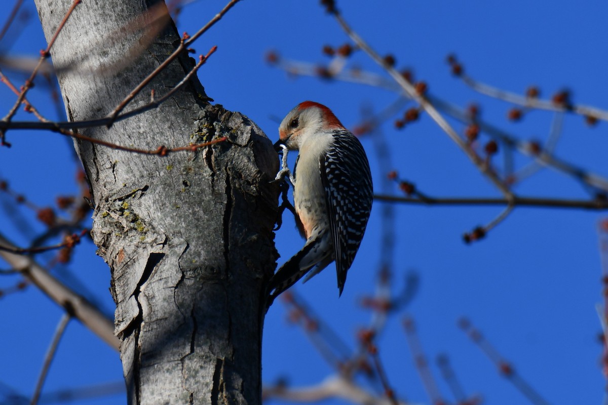 シマセゲラ - ML647885999