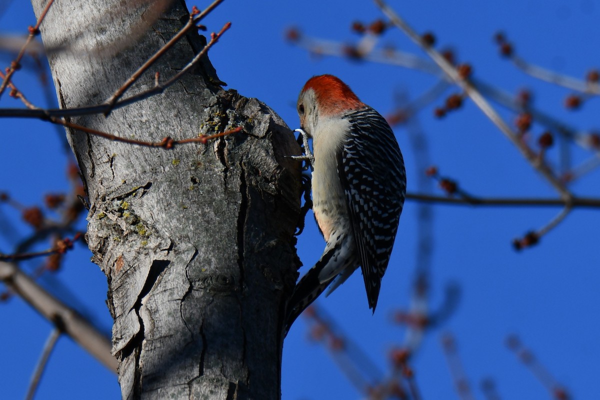シマセゲラ - ML647886000