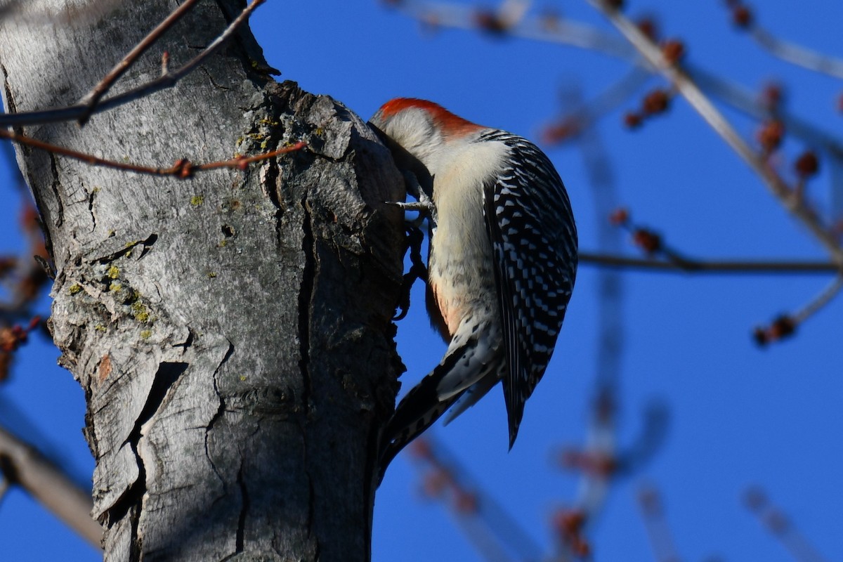 シマセゲラ - ML647886001