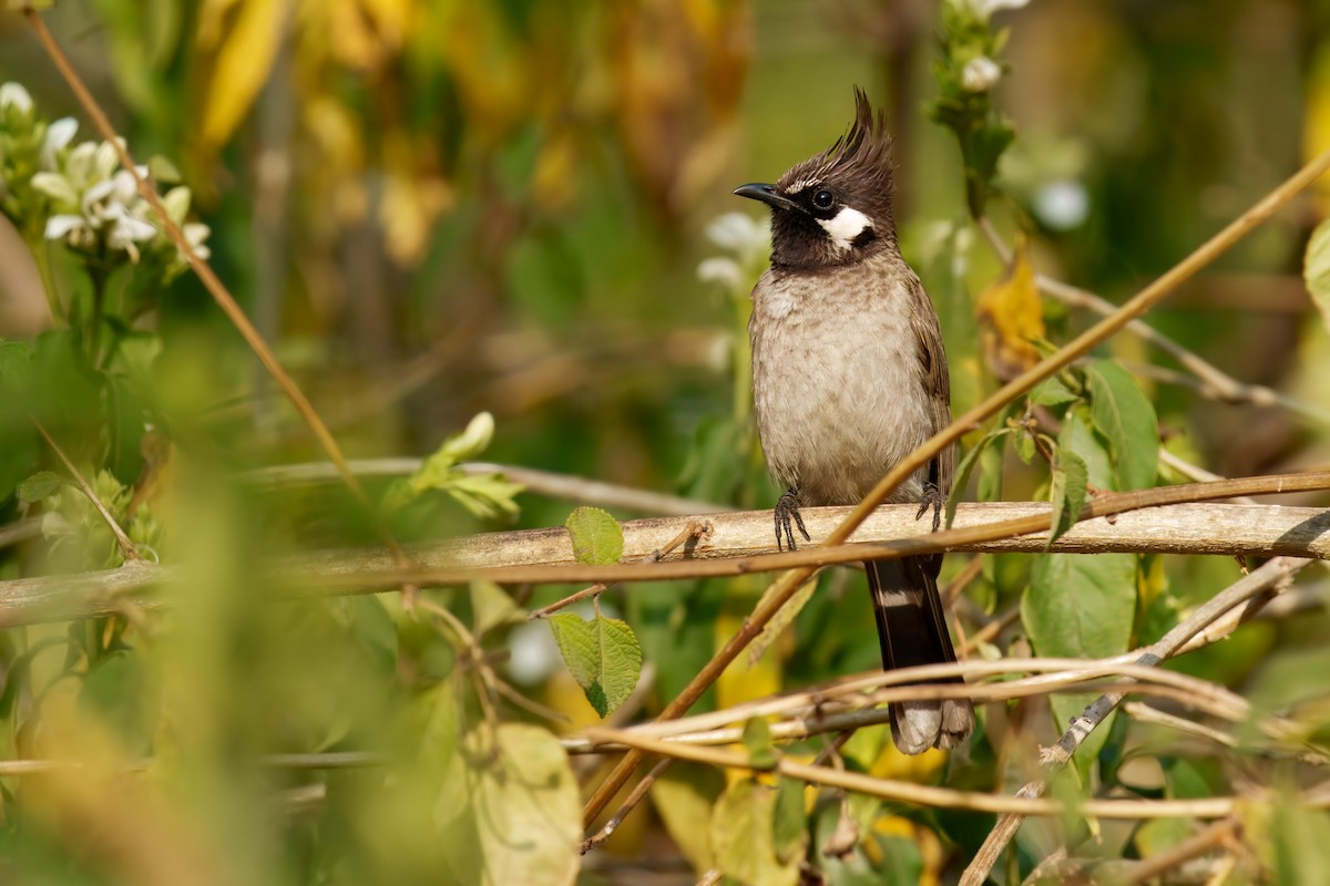 ホオジロヒヨドリ - ML647886002