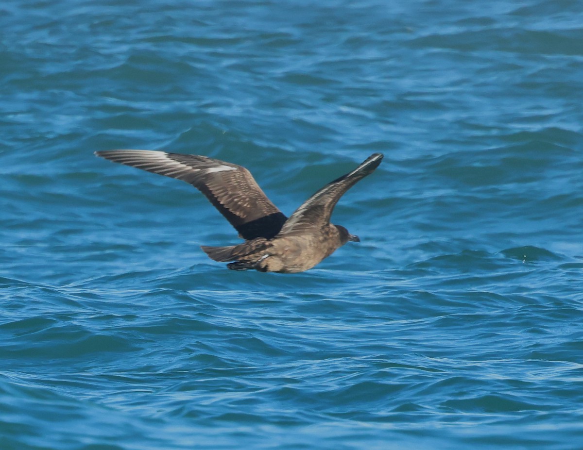 クロトウゾクカモメ - ML647886004