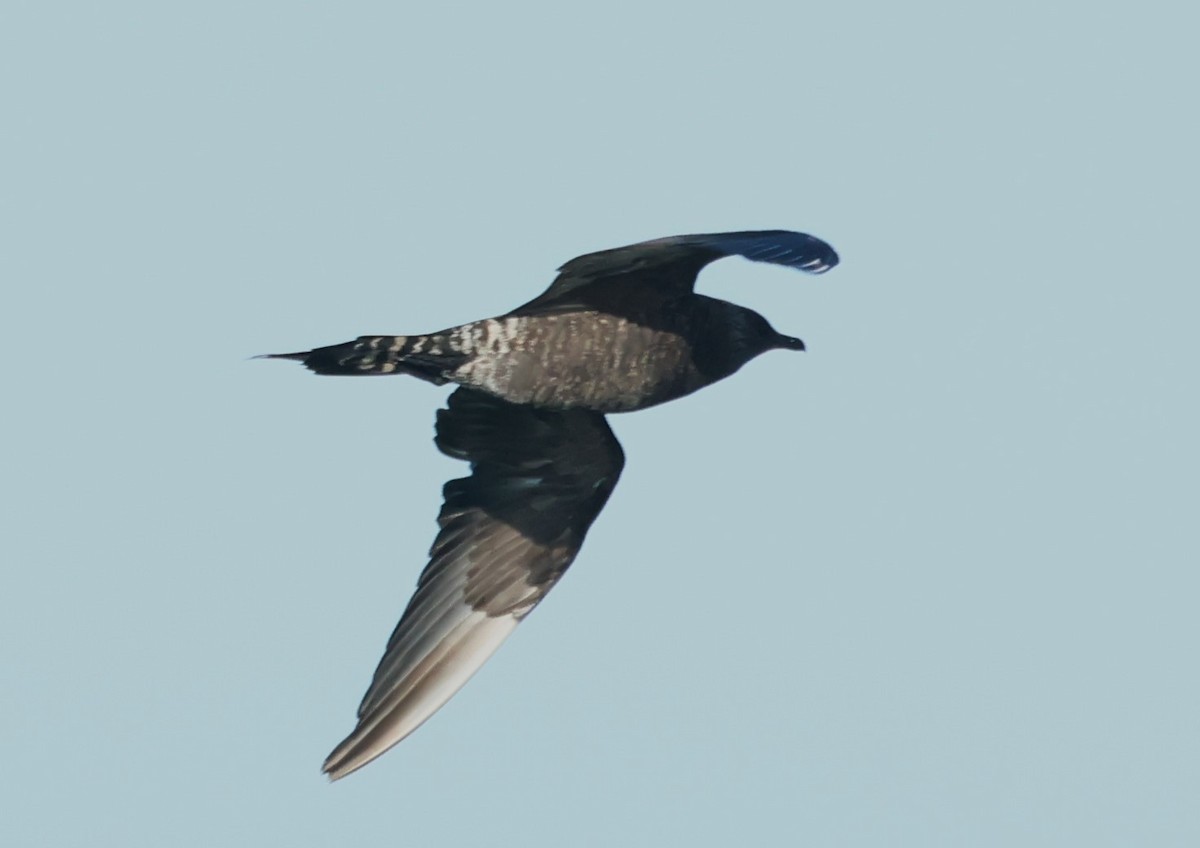 クロトウゾクカモメ - ML647886005