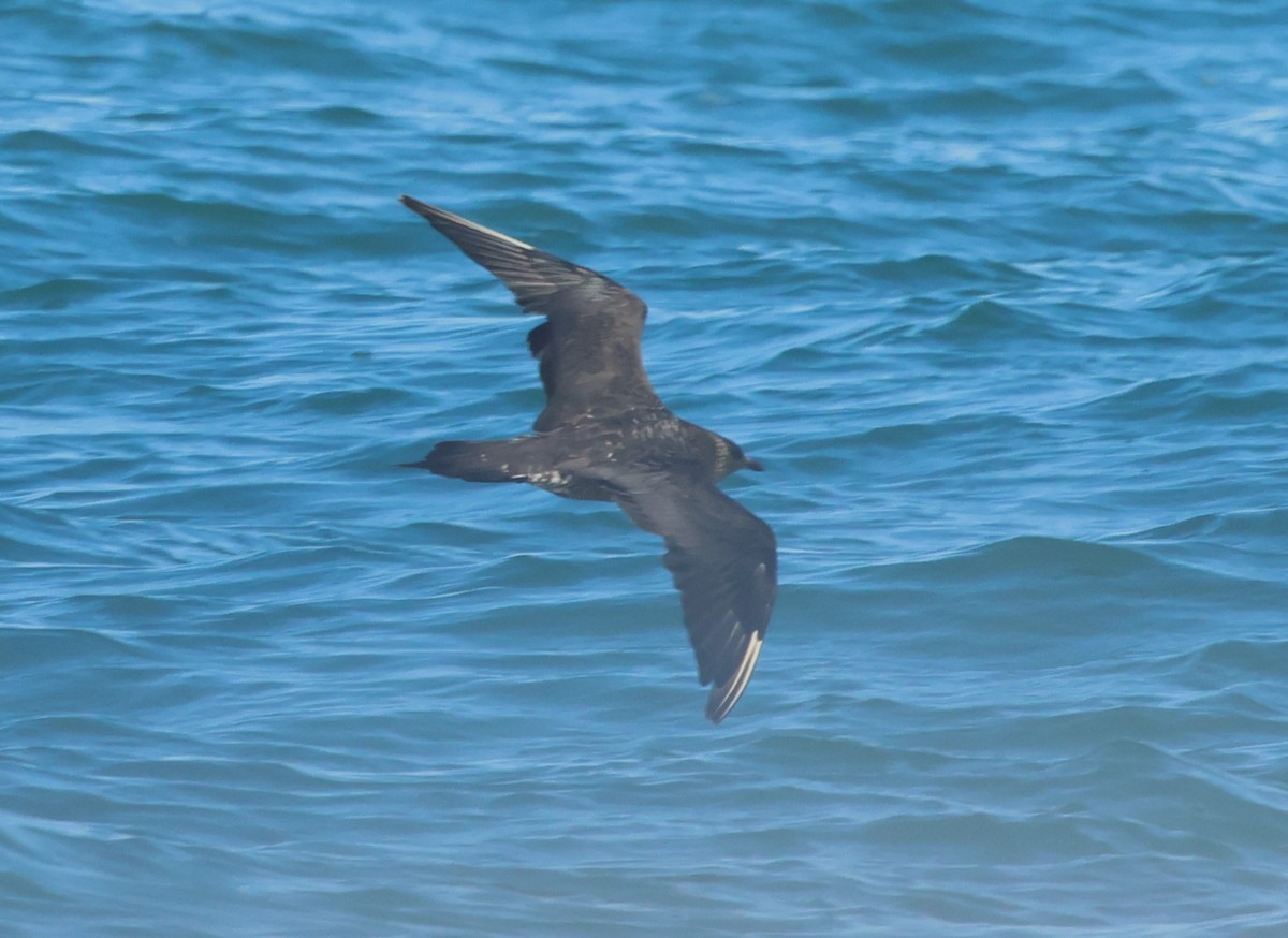 クロトウゾクカモメ - ML647886006