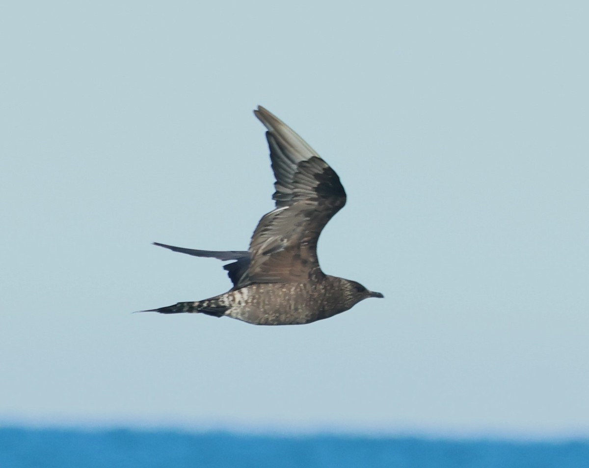 クロトウゾクカモメ - ML647886007