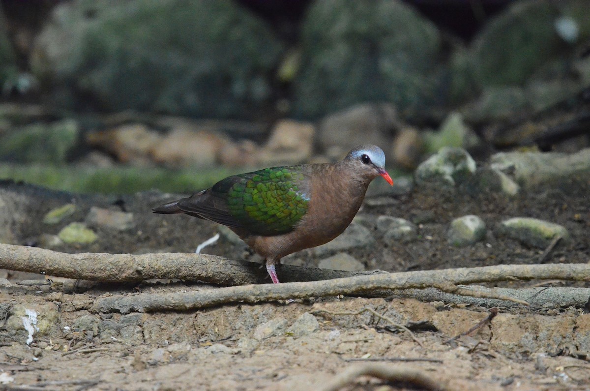 キンバト - ML647886008