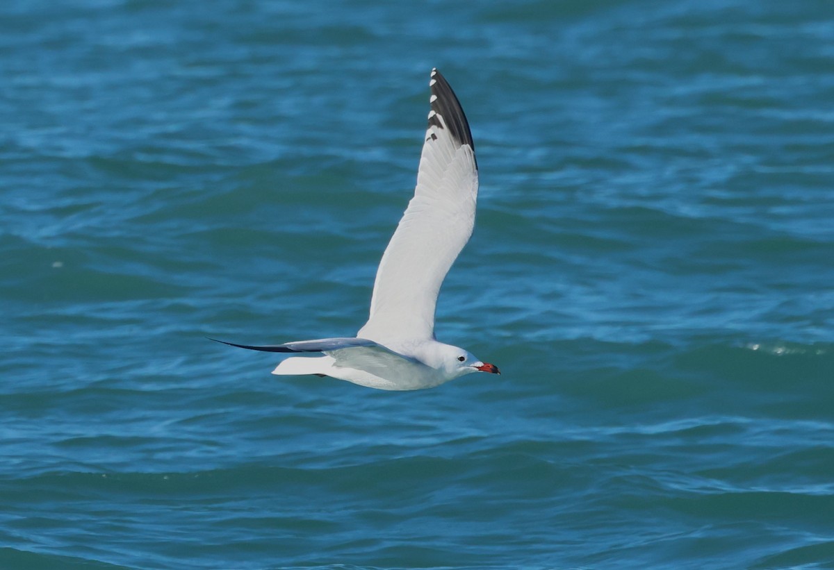 アカハシカモメ - ML647886009