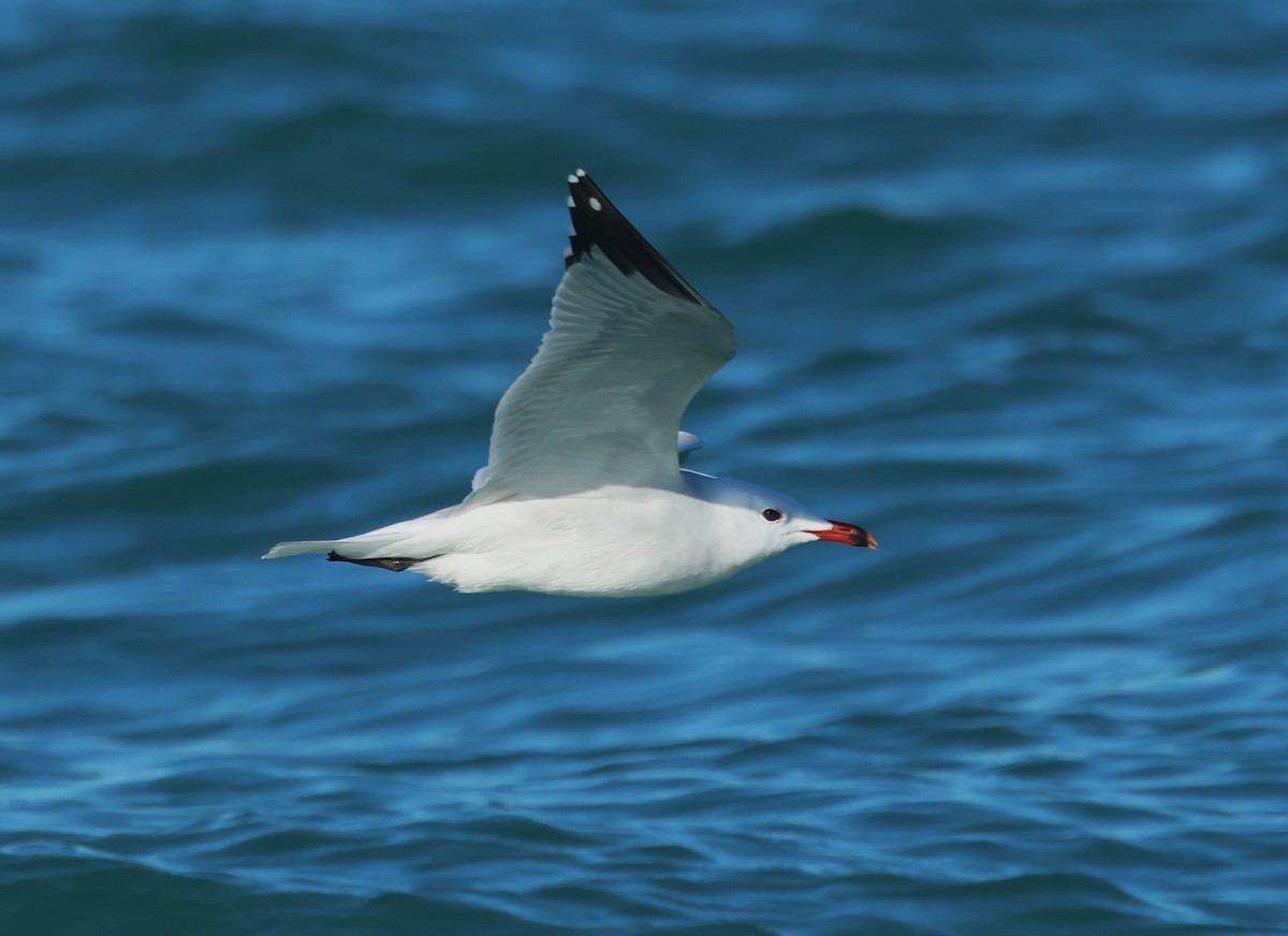 アカハシカモメ - ML647886010