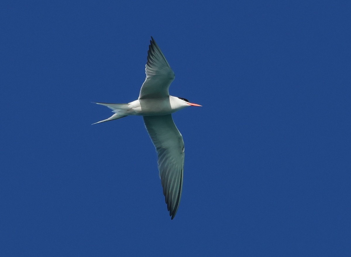 アジサシ - ML647886013