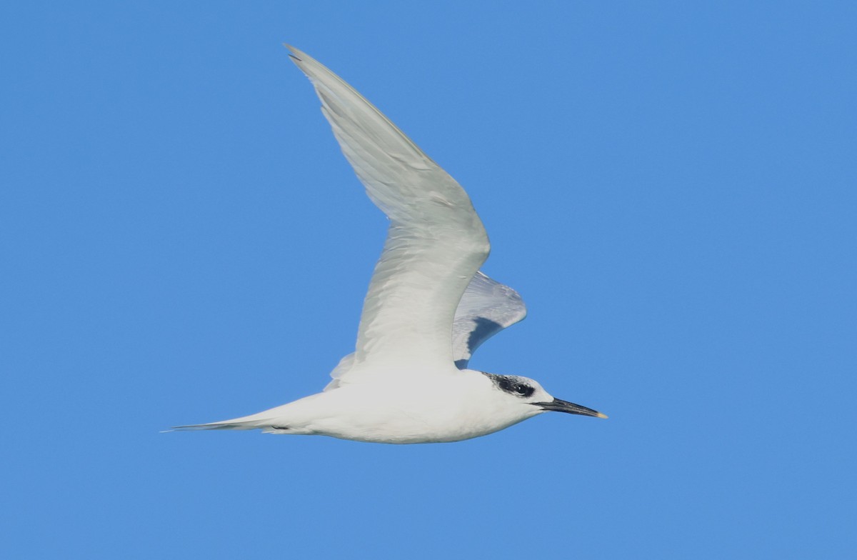 サンドイッチアジサシ - ML647886017