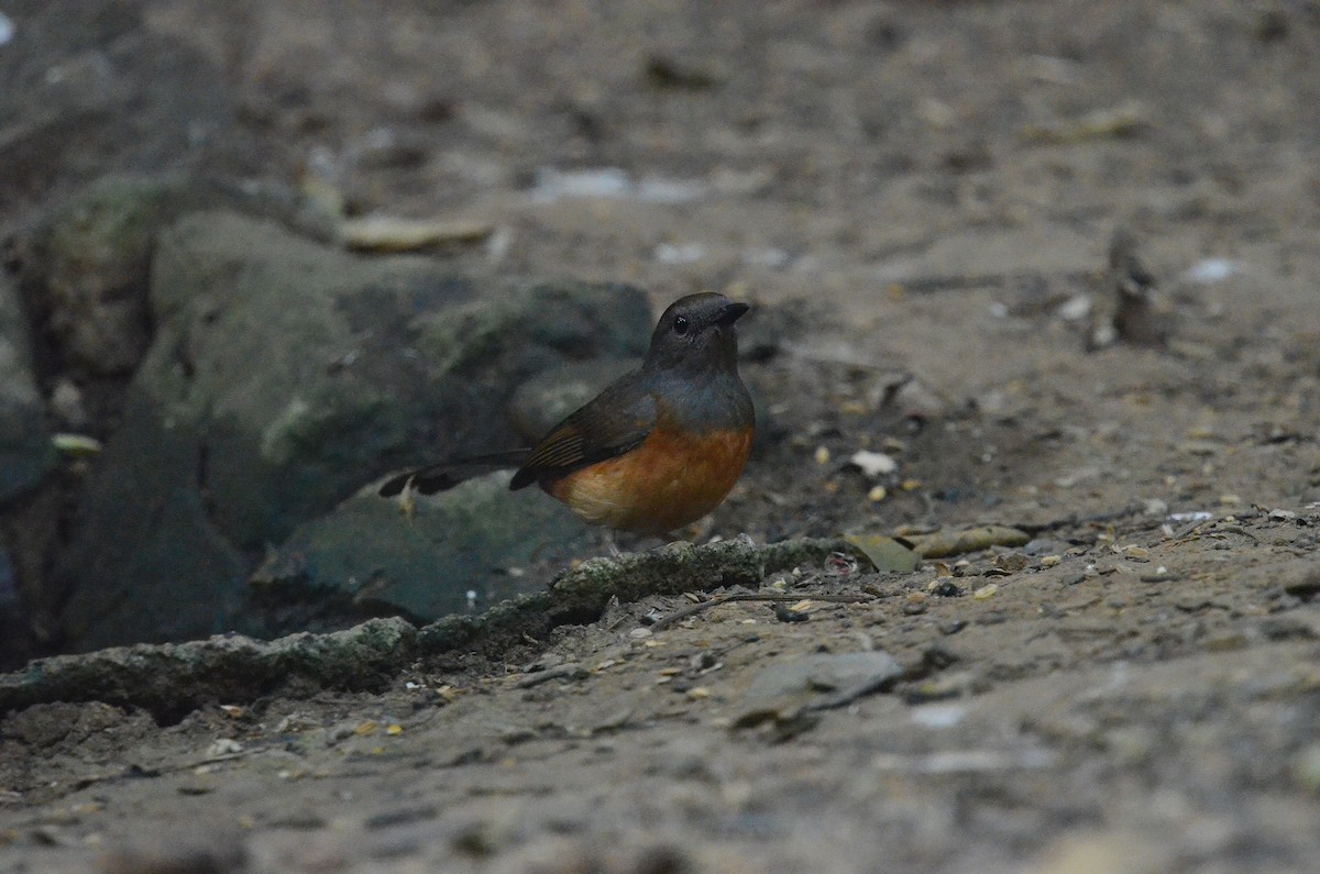 アカハラシキチョウ - ML647886020