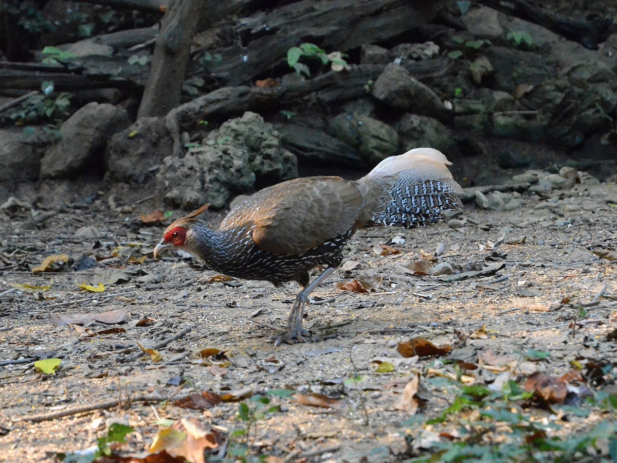 ミヤマハッカン - ML647886021