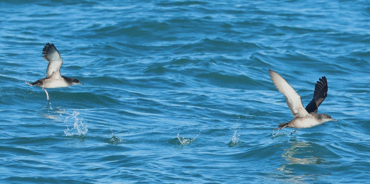 ヨーロッパミズナギドリ - ML647886022