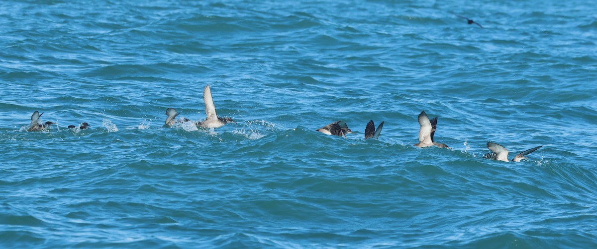 ヨーロッパミズナギドリ - ML647886023