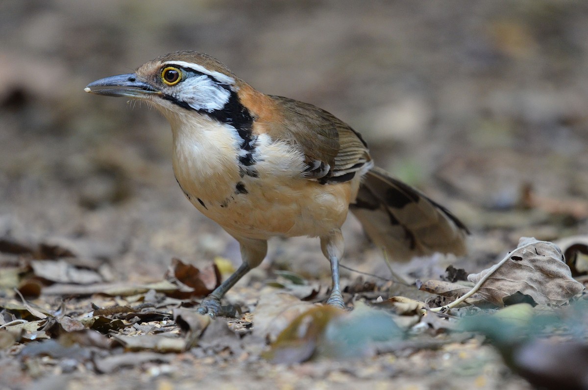 Greater Necklaced Laughingthrush - ML647886053