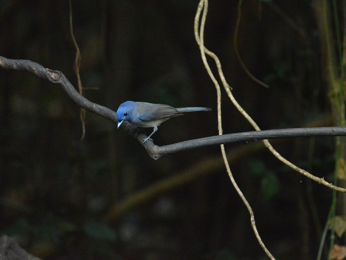 Black-naped Monarch - ML647886096