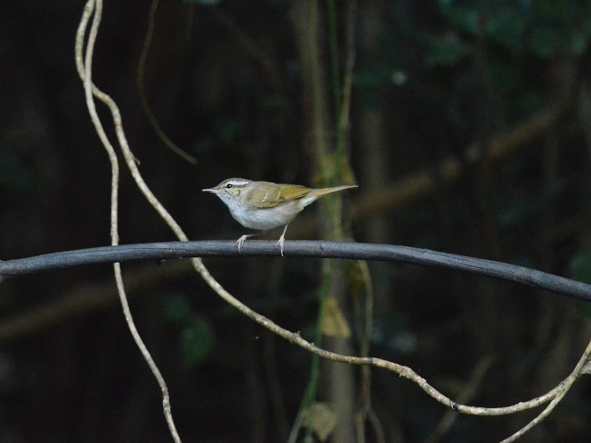 עלווית בהירת-רגל - ML647886118
