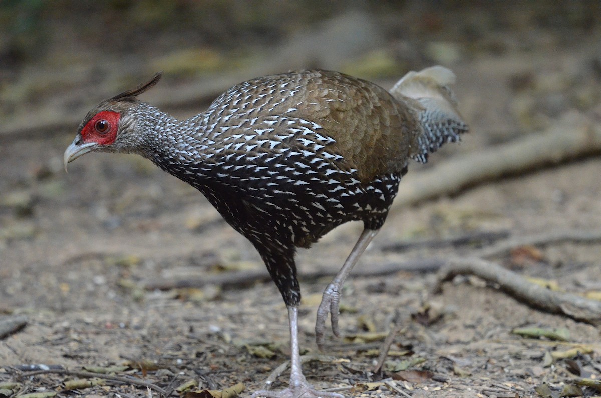 Kalij Pheasant - ML647886123