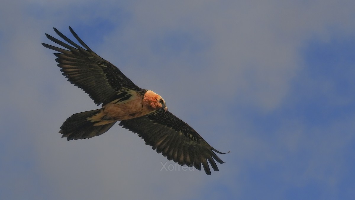 פרס - ML647886124